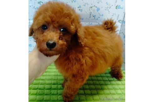成約済の埼玉県のトイプードル-231716の7枚目