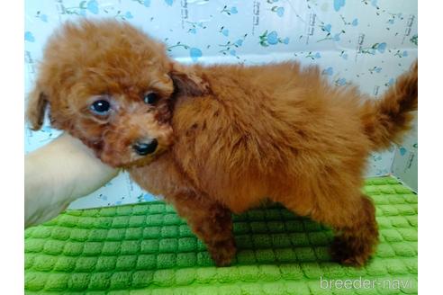 成約済の埼玉県のトイプードル-231716の6枚目