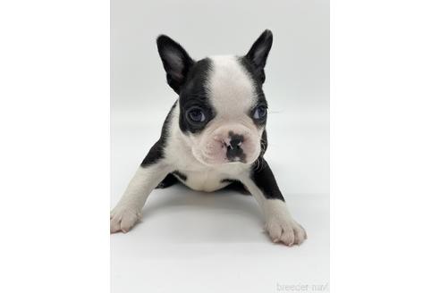 成約済の愛知県のボストンテリア-230734