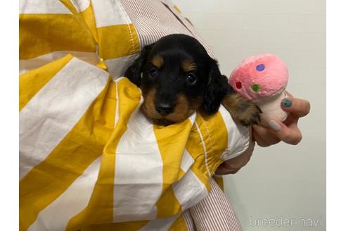 成約済の岐阜県のミニチュアダックスフンド(ロングヘアード)-233206の1枚目