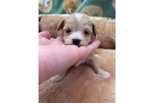 成約済の山形県のマルプー:マルチーズ×トイプードル-233225の1枚目