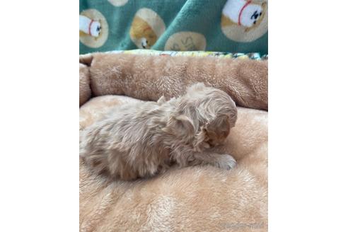 成約済の山形県のマルプー:マルチーズ×トイプードル-233225の2枚目