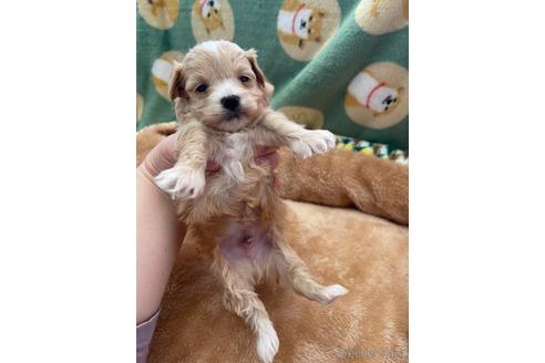 成約済の山形県のマルプー:マルチーズ×トイプードル-233225の3枚目
