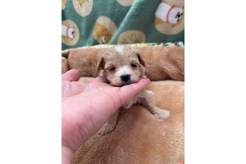 成約済の山形県のマルプー:マルチーズ×トイプードル-233225の4枚目
