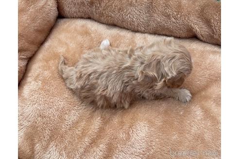 成約済の山形県のマルプー:マルチーズ×トイプードル-233225の6枚目