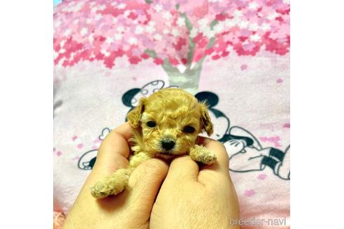 成約済の山形県のマルプー:マルチーズ×トイプードル-233226の2枚目