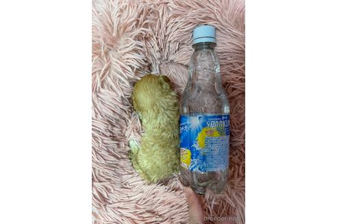 成約済の山形県のマルプー:マルチーズ×トイプードル-233226の4枚目