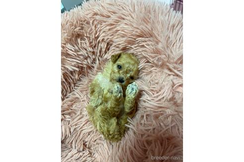 成約済の山形県のマルプー:マルチーズ×トイプードル-233226の5枚目