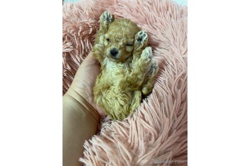 成約済の山形県のマルプー:マルチーズ×トイプードル-233226の6枚目
