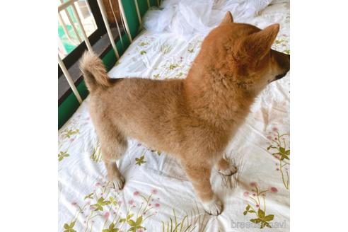 成約済の岡山県の柴犬-233228の3枚目