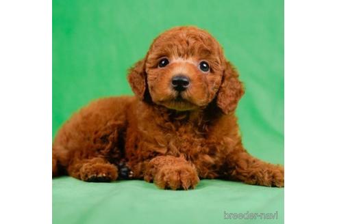 成約済の東京都のトイプードル-233252の1枚目