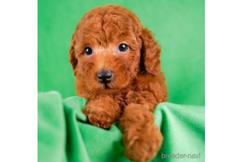 成約済の東京都のトイプードル-233252の2枚目