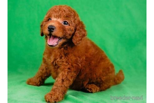 成約済の東京都のトイプードル-233252の3枚目