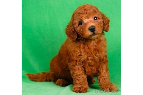 成約済の東京都のトイプードル-233252の5枚目