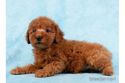 成約済の東京都のトイプードル-233256の3枚目