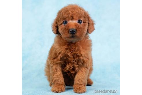 成約済の東京都のトイプードル-233256の4枚目