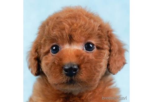 成約済の東京都のトイプードル-233256の1枚目