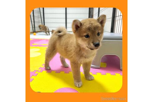 成約済の京都府の柴犬-233297の3枚目