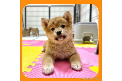 成約済の京都府の柴犬-233297の1枚目