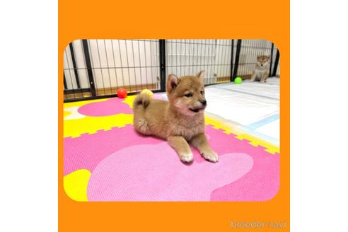 成約済の京都府の柴犬-233297の4枚目