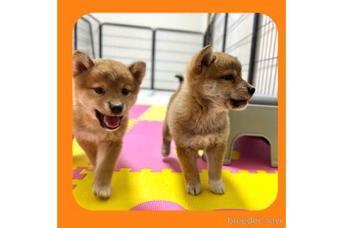 成約済の京都府の柴犬-233297の5枚目