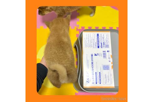 成約済の京都府の柴犬-233297の6枚目
