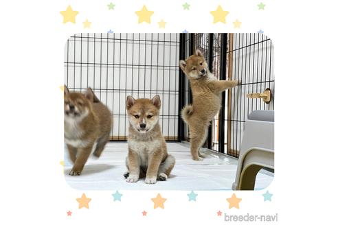 成約済の京都府の柴犬-233297の8枚目