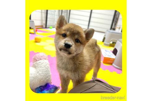 成約済の京都府の柴犬-233300の1枚目