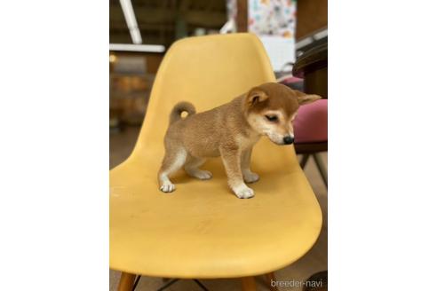成約済の大阪府の柴犬-226078の3枚目