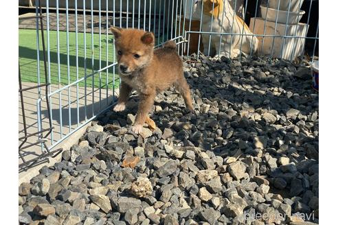 成約済の岡山県の豆柴-233398の2枚目