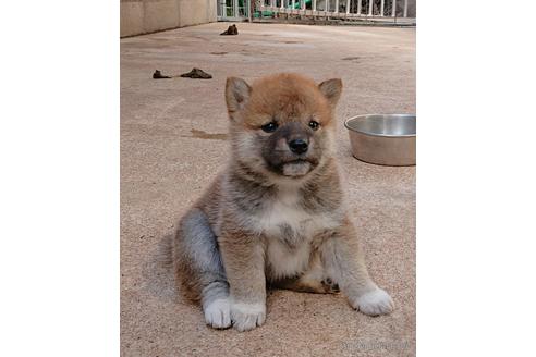 成約済の広島県の柴犬-233425の3枚目