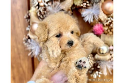 成約済の福岡県のマルプー:マルチーズ×トイプードル-233427