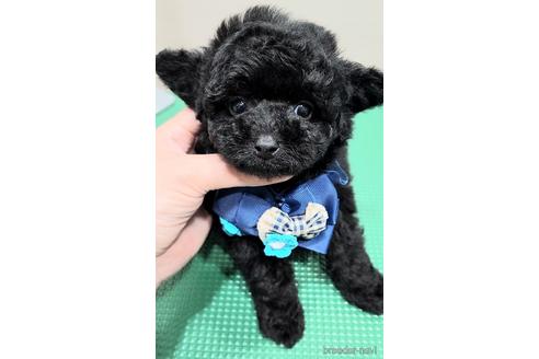 成約済の栃木県のタイニープードル-229845の10枚目