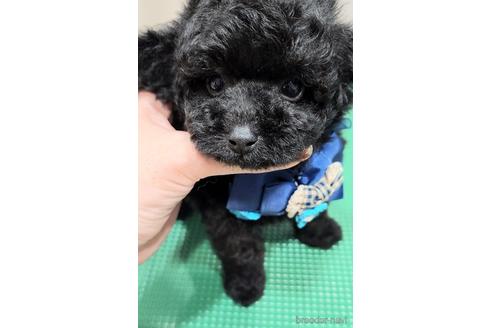 成約済の栃木県のタイニープードル-229845の8枚目
