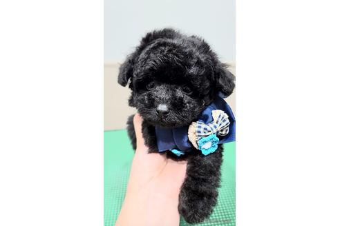 成約済の栃木県のタイニープードル-229845の7枚目