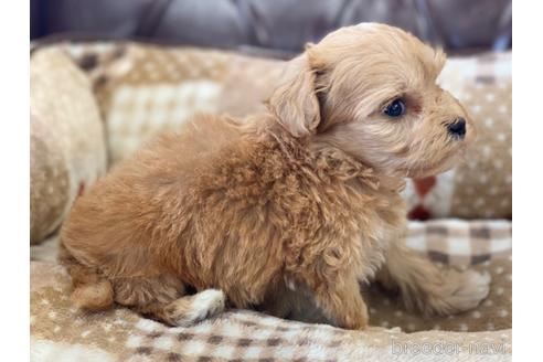 成約済の香川県のマルプー:マルチーズ×トイプードル-233461の4枚目