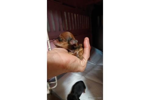 成約済の愛知県のミックス犬-233483の24枚目