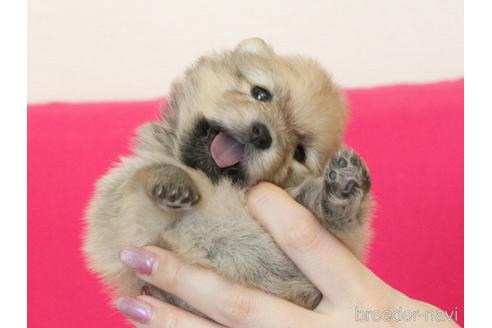 成約済の大阪府のポメラニアン-233514の19枚目