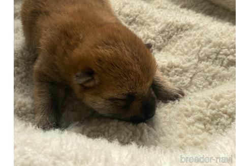 成約済の岡山県の柴犬-233540の7枚目