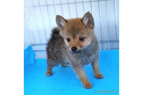 成約済の茨城県のミックス犬-233556の16枚目