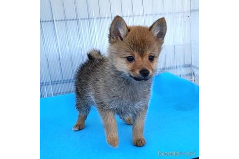 成約済の茨城県のミックス犬-233556の19枚目