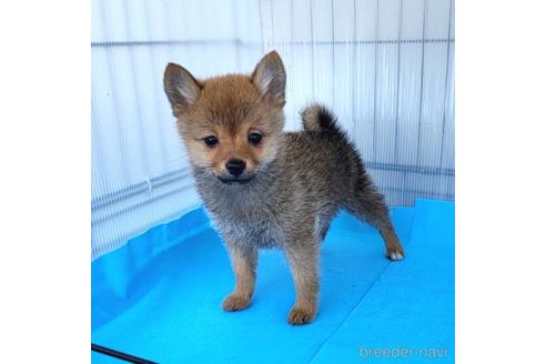 成約済の茨城県のミックス犬-233556の18枚目