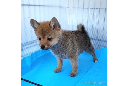 成約済の茨城県のミックス犬-233556の20枚目
