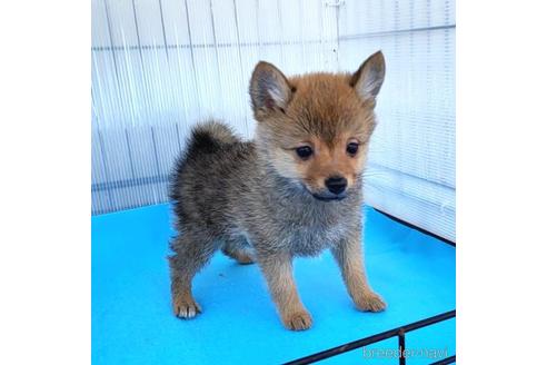 成約済の茨城県のミックス犬-233556の17枚目