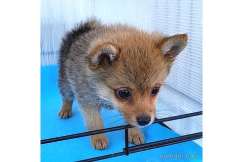 成約済の茨城県のミックス犬-233557の21枚目