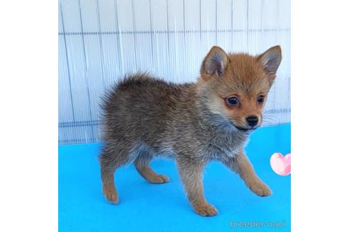 成約済の茨城県のミックス犬-233557の25枚目