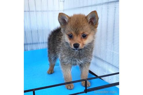 成約済の茨城県のミックス犬-233557の24枚目