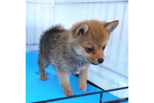 成約済の茨城県のミックス犬-233557の23枚目
