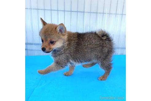 成約済の茨城県のミックス犬-233557の22枚目