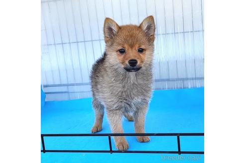 成約済の茨城県のミックス犬-233558の4枚目